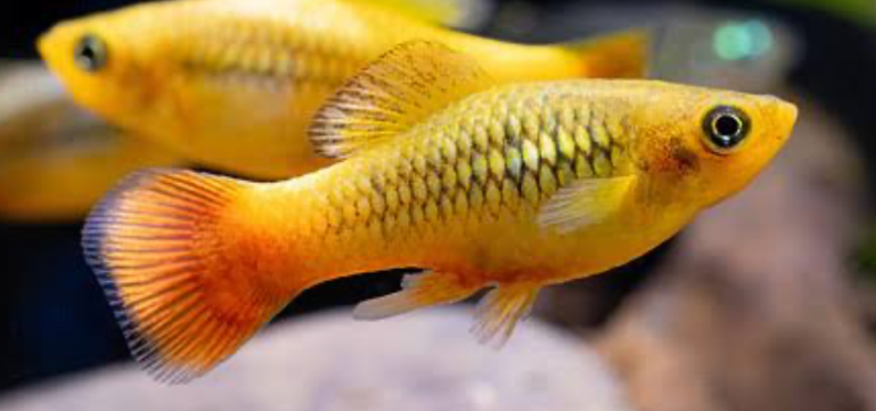 Gold Variatus Platy
