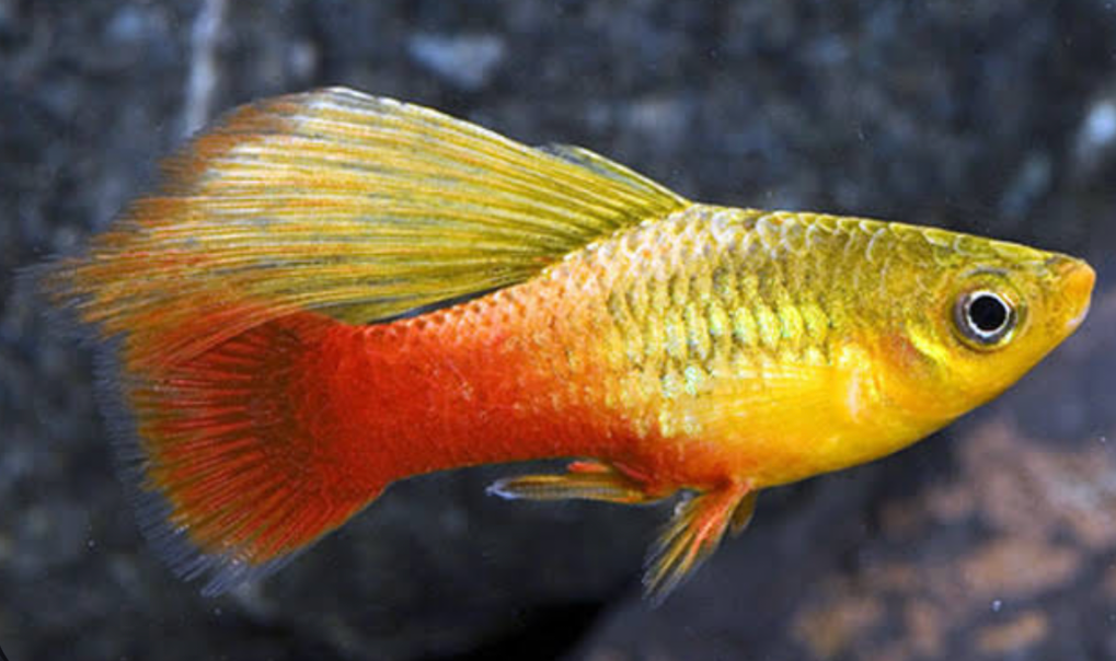 Sunset Variatus Platy 