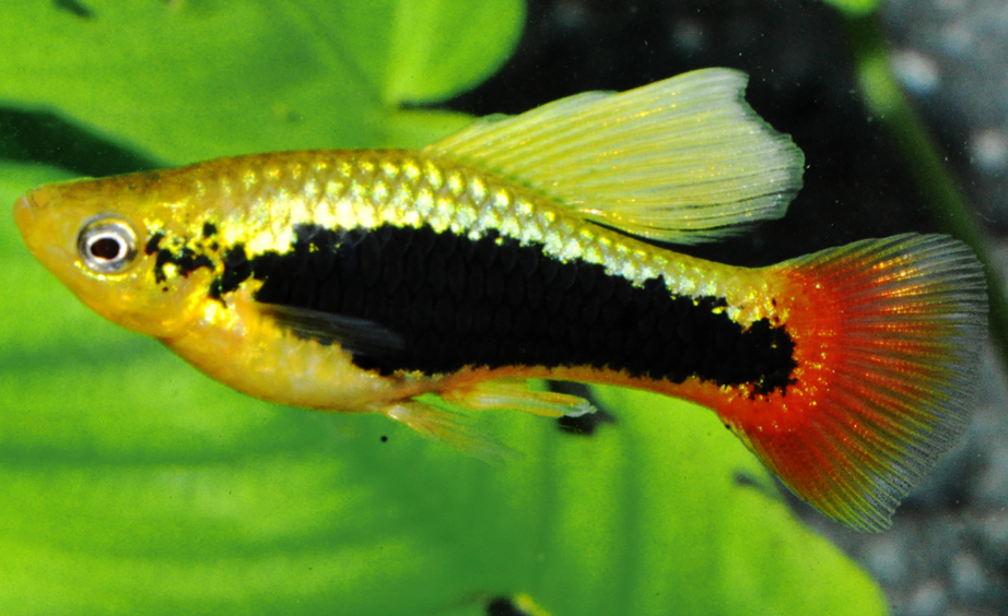 Hawaiian Variatus Platy