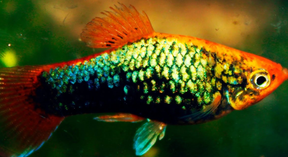 Metallic Green Variatus Platy