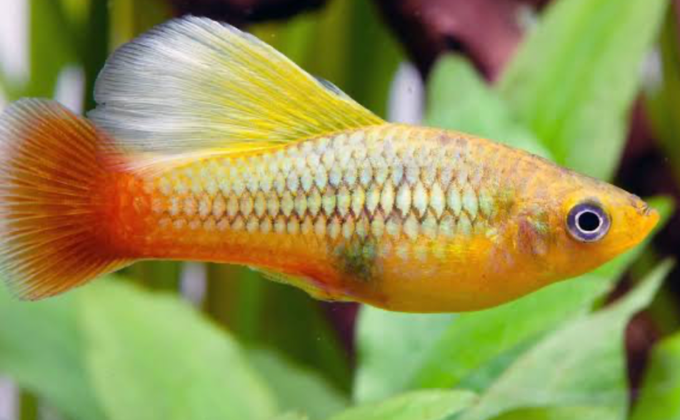 Variatus Platy fish in a planted tank.