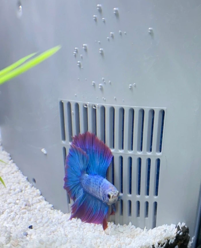 Lazy hot sale betta fish