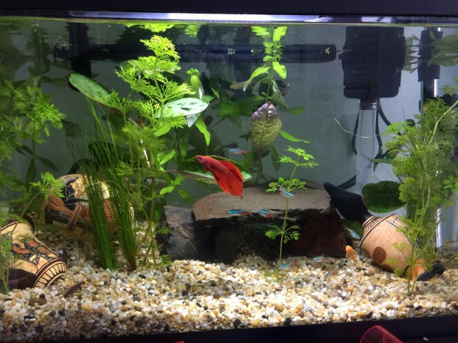 Hey guys! I recently set up my first betta tank, looking for a little  advice, it is a 35l tank and I was hoping to put around 12 neon tetras in, a