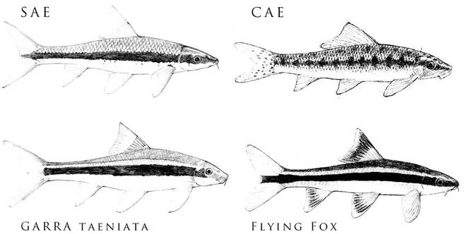 Flying fox hotsell fish care