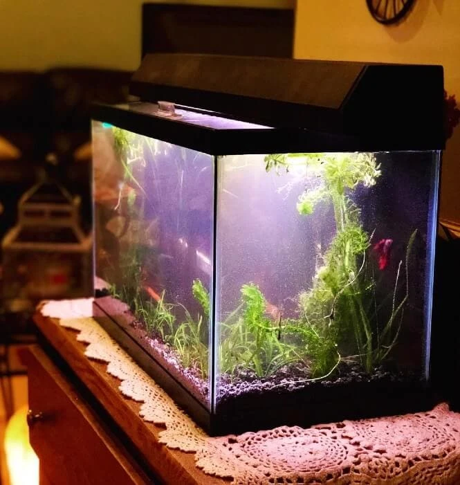 Hazy aquarium water thanks to microscopic air bubbles.