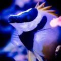 one spot foxface rabbitfish