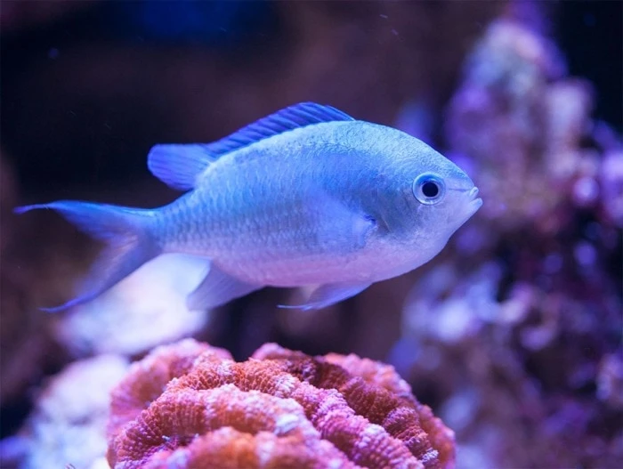 15 Reef Safe Saltwater Fish (That Won't Harm Corals)