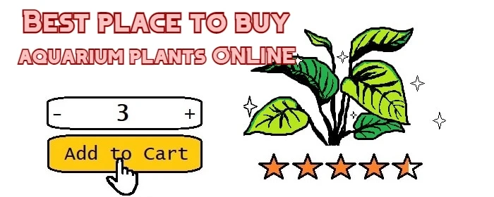 Best place to buy 2024 aquarium plants online 2019