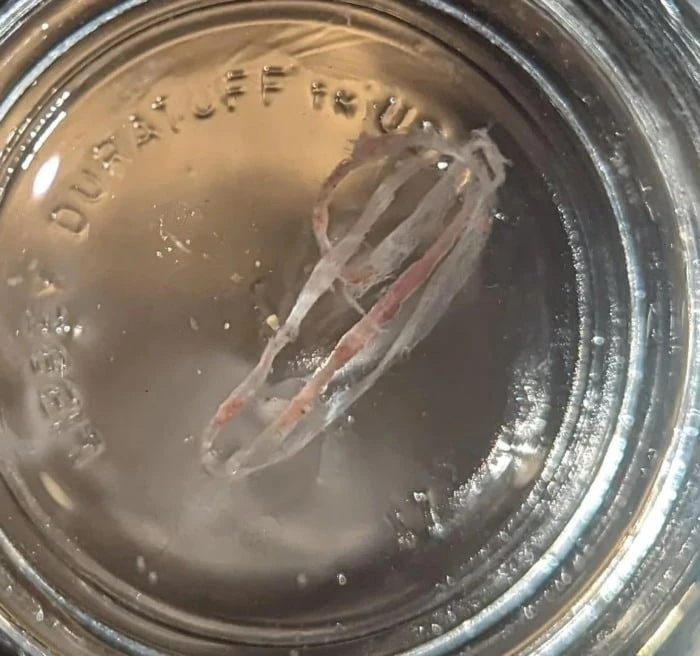 fish poop in a cup