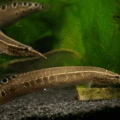 Spiny Eel.