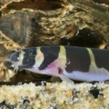 Kuhli Loach Chilling.