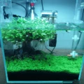 3-gallon planted aquarium.