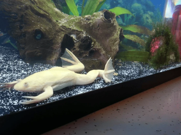 Bloated african clawed store frog