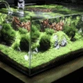 Beautifully Planted Aquarium.