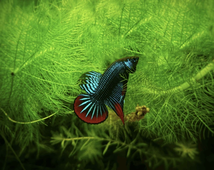 Betta fish hot sale 101