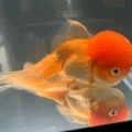 Sick Fishy.