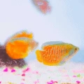 dwarf gourami (Colisa lalia).