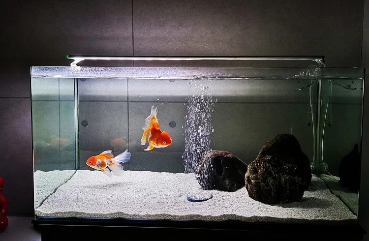 What Size Tank Do I Need For 2 Goldfish AquAnswers