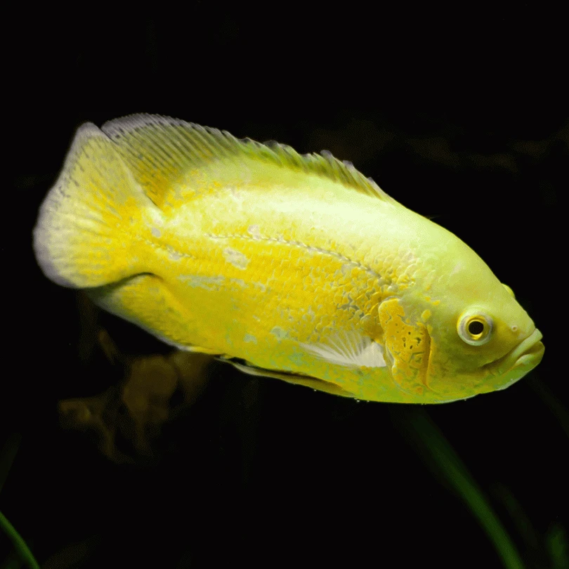 Welcome to the guide to Lemon Oscar Care