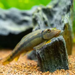 Juvenile Chinese Algae Eater (Gyrinocheilus aymonieri): A Dynamic Cleaner for Freshwater Aquariums 