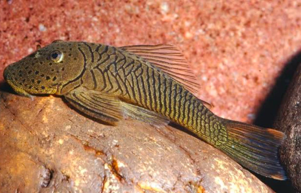 A rubber lip pleco