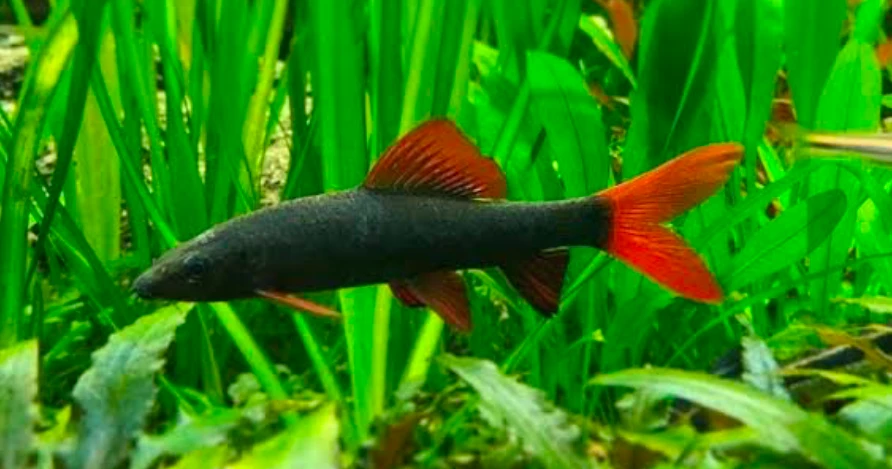 Rainbow sharks love vegetation in their tanks