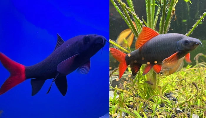 Red-Tailed Black Shark (left) with Rainbow Shark (right)