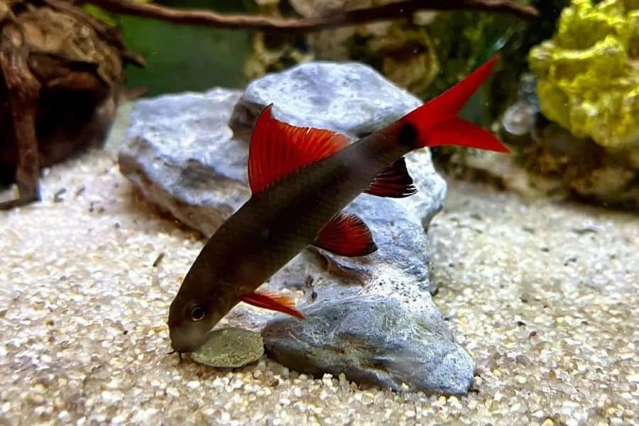 Rainbow Sharks love Algae Wafers, yummy