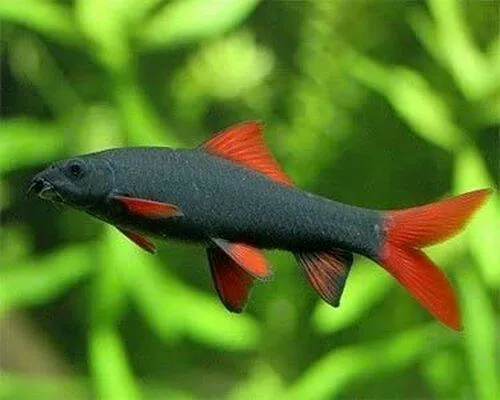 A happy and healthy Rainbow Shark