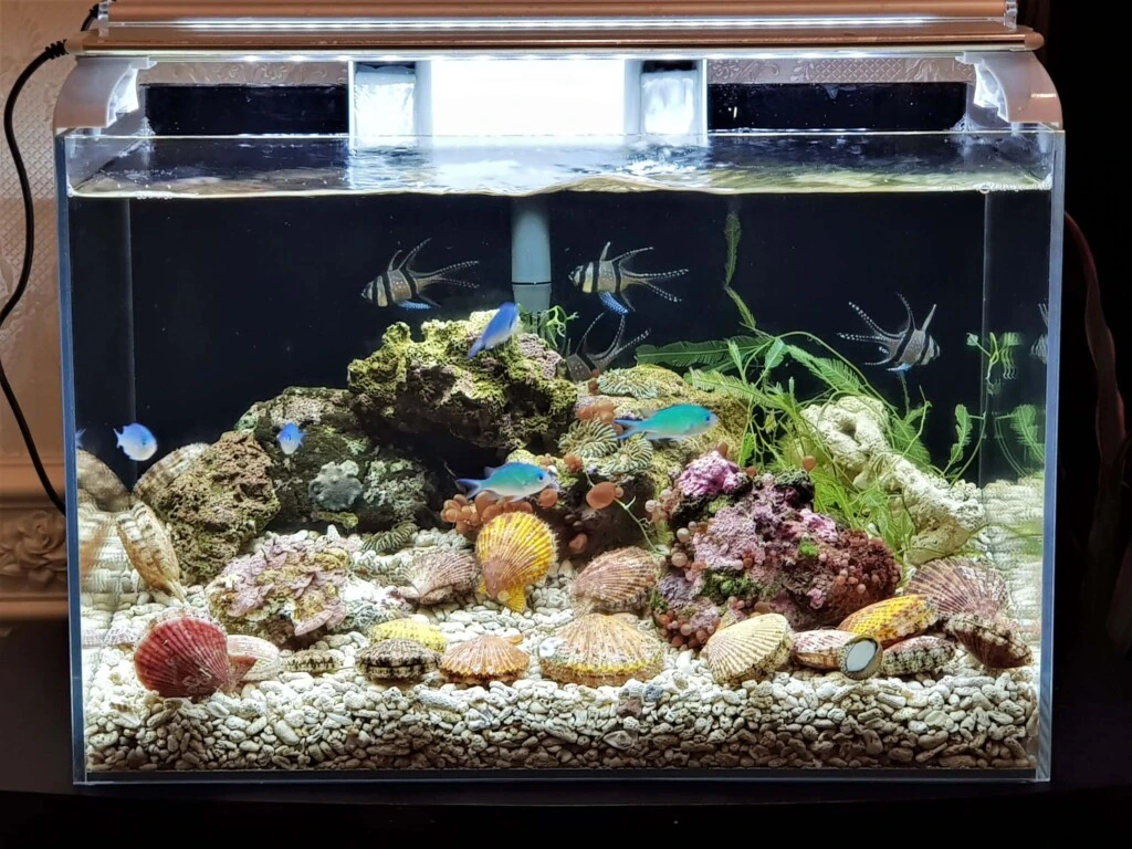 Fish in a nano reef tank