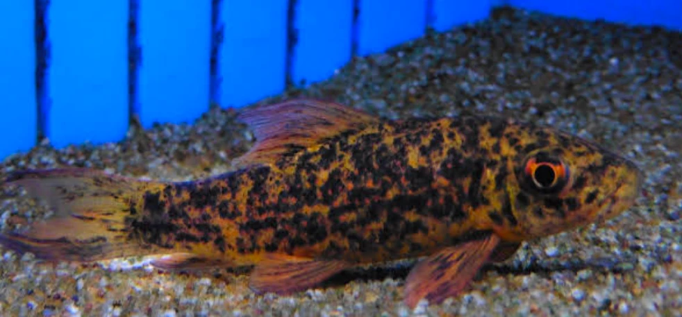 An overweight Harlequin Shark minnow in an aquarium