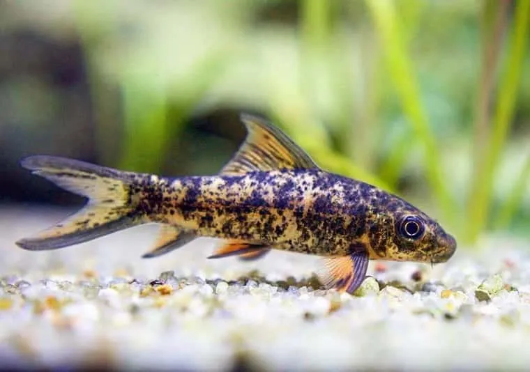A Harlequin Shark minnow swimming along its tank's substrate