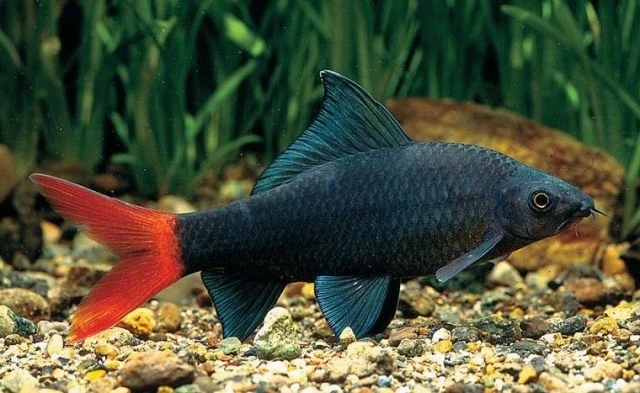 A dark velvety Red-tailed Black Shark