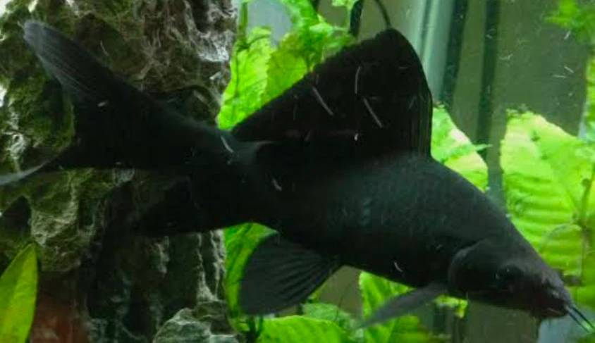 Black Sharkminnows are extra-large fish with matte black scales