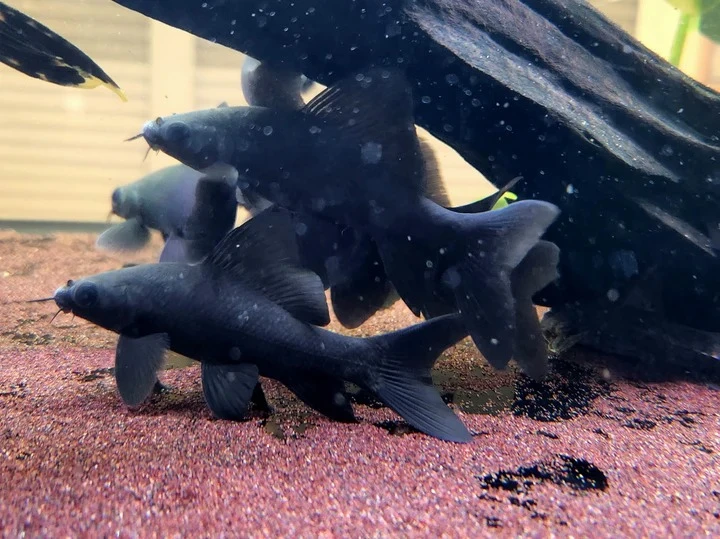 Breeding community tank of Black Sharkminnows Resting Under Driftwood