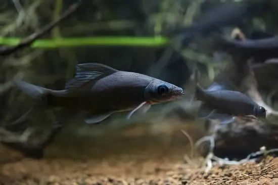 The right tank size allows your Black Sharkminnow to grow to its full potential in a happy and healthy environment