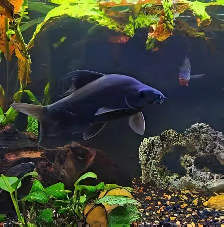 A Black Sharkminnow swims underwater in a heavily planted supersized aquarium with medium-sized tankmates