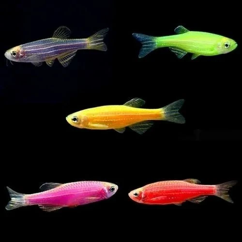 Danios are a compatible and flashy fish to complement your True Flying Fox