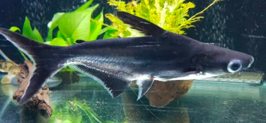 Juvenile Iridescent Sharks have lateral lines along their bodies with gray highlights