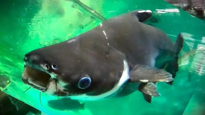 An Iridescent catfish with its mouth wide open ready to feed.
