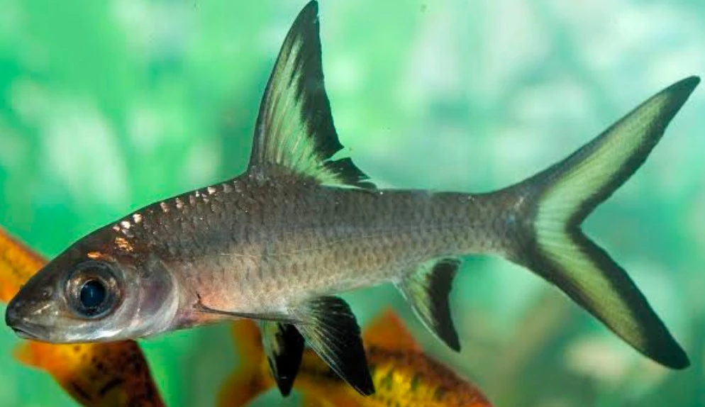 Bala Shark is a compatible tank mate for Violet Blushing Shark species