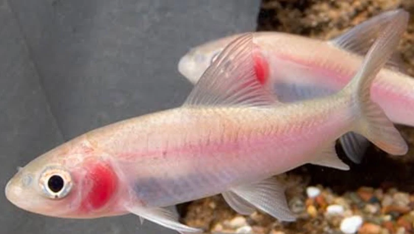 Proper care practices lead to healthy and long-lasting Labeo boga fish