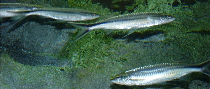 A school of Luciosoma setigerum displaying their reflective silver color