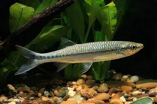 A Silver Apollo Shark in its aquascaped tank