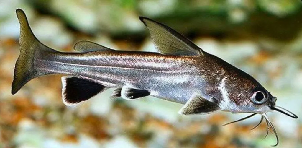 An adult Columbian Shark has long barbels and short tinted fins