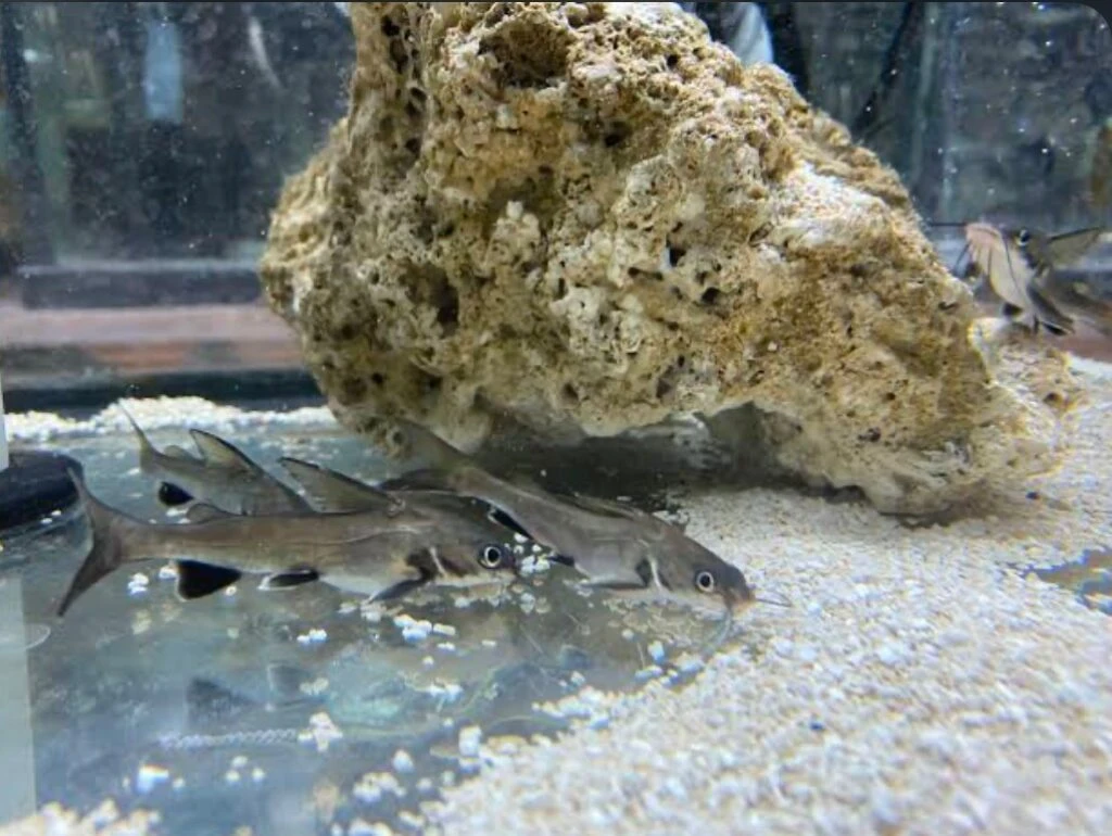 An aquarium of Columbian Sharks with a white sand and giant rock decor
