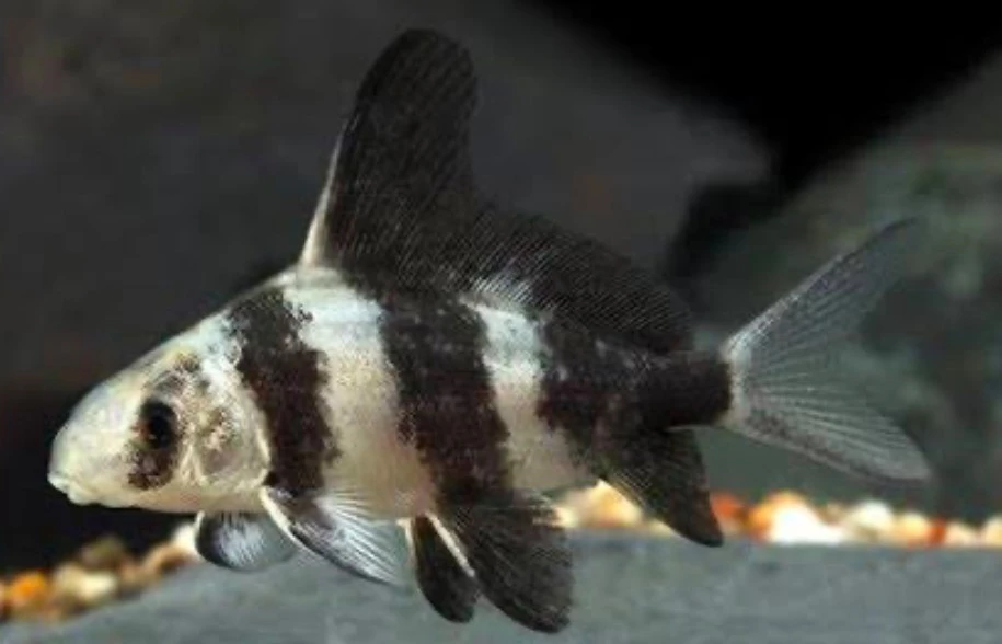 Juvenile Myxocyprinus asiaticus with black and white bands