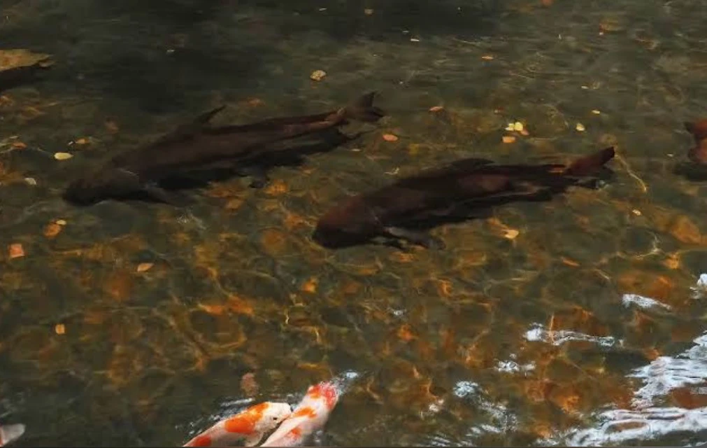 Adult Chinese Banded Sharks swim in a large pond with Koi fish
