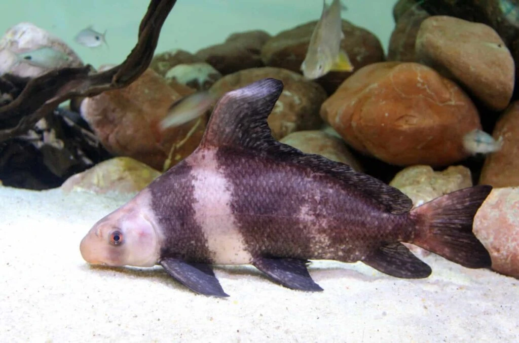A happy and healthy High-Fin Banded Shark