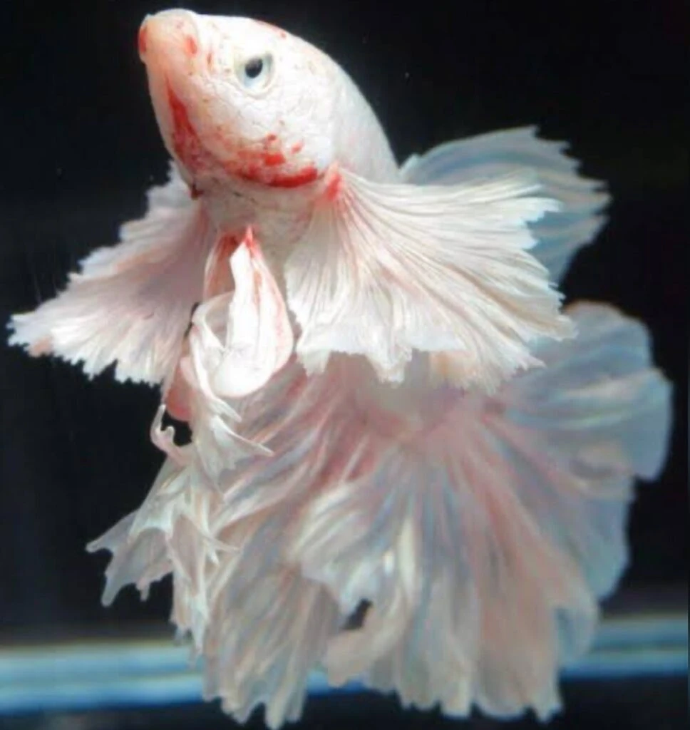 Rosetail Bettas are at risk of deformities during breeding without careful genetic selection to manage excessive branching of fins